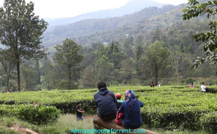 jual tanah puncak bogor