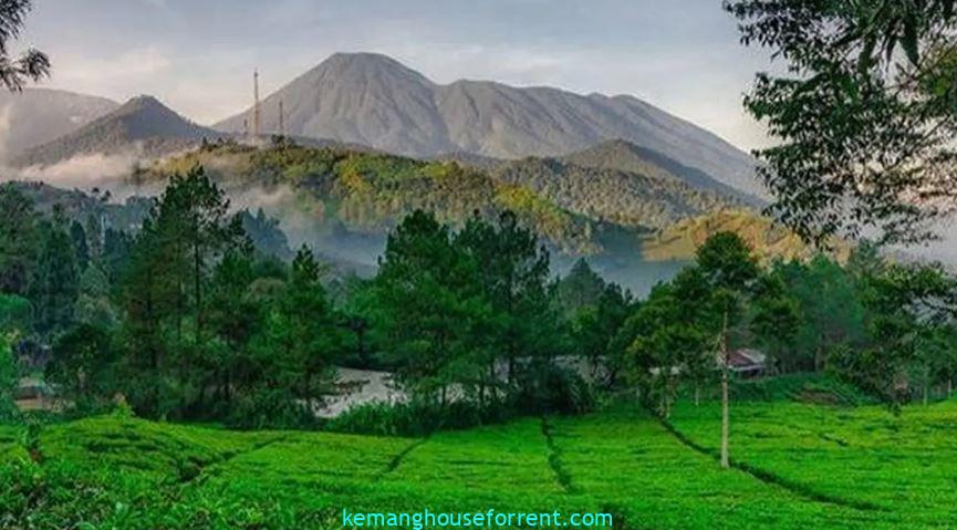jual tanah puncak bogor