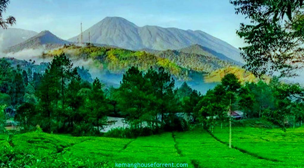 jual tanah puncak bogor