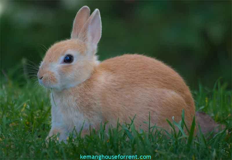 mengapa kelinci merupakan ternak kecil multiguna