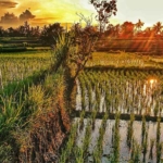 things to do in ubud bali