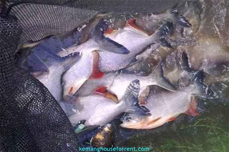 umpan ikan bawal malam hari