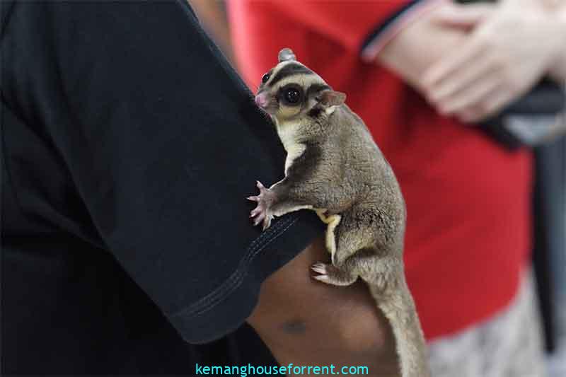 what should you do if your sugar glider runs away