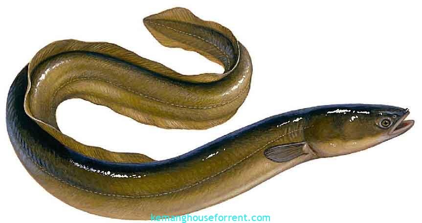 arti mimpi mancing belut