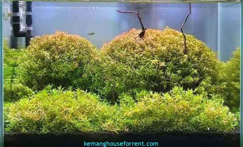 cara menanam rotala aquascape