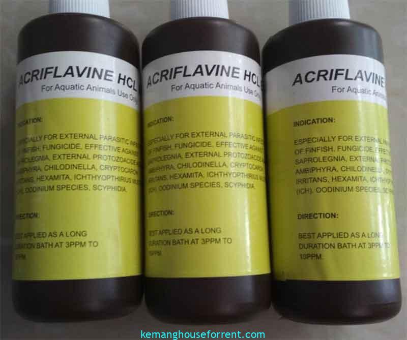 cara penggunaan acriflavine untuk ikan