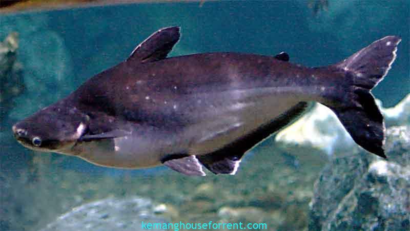 umpan ikan patin liar