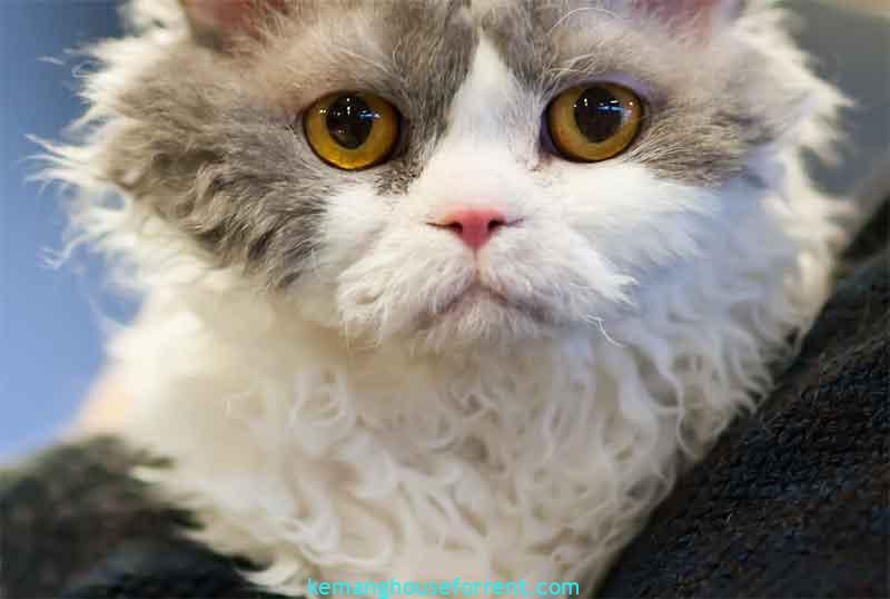 jamur pada kucing