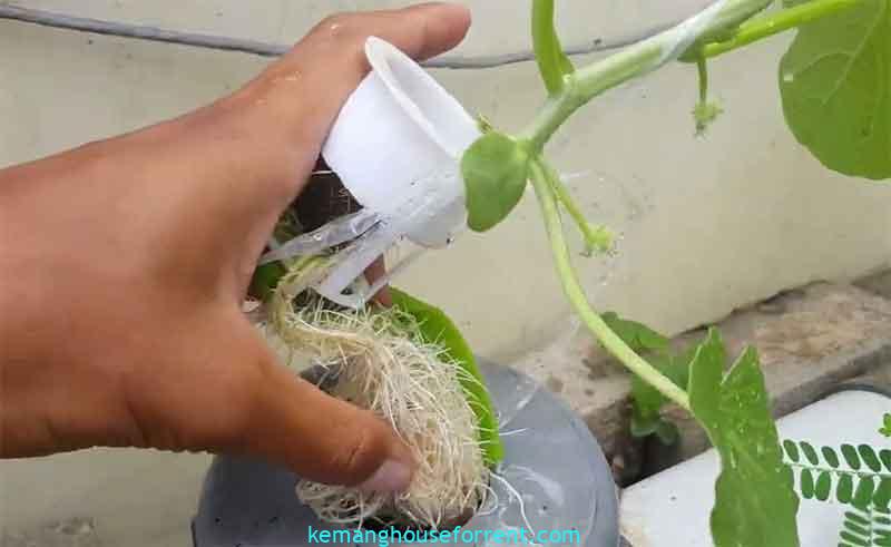 cara menanam melon hidroponik sistem wick