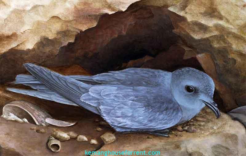 what type of bird was used as a lamp