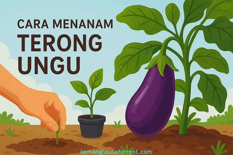 cara menanam terong ungu