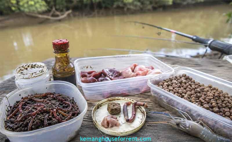 umpan mancing udang galah